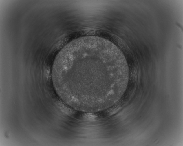 X0000098110610200804251429