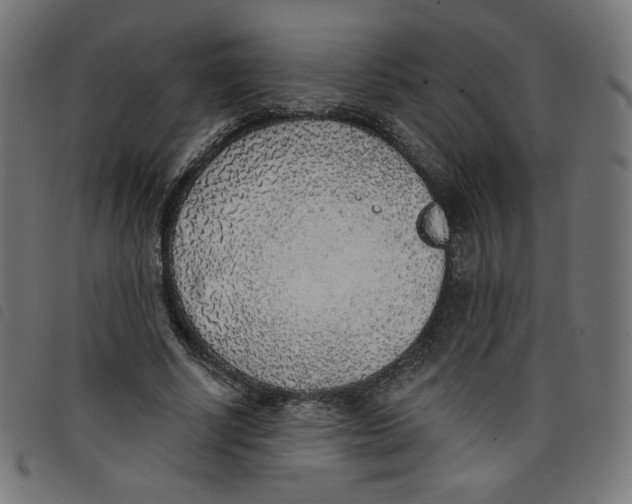 X0000098110634200804251428