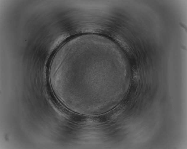 X0000098110678200804251428