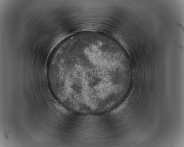 X0000098110779200804251427