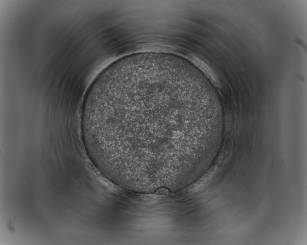 X0000098110854200804251426