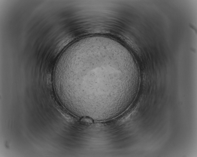 X0000098110881200804251425