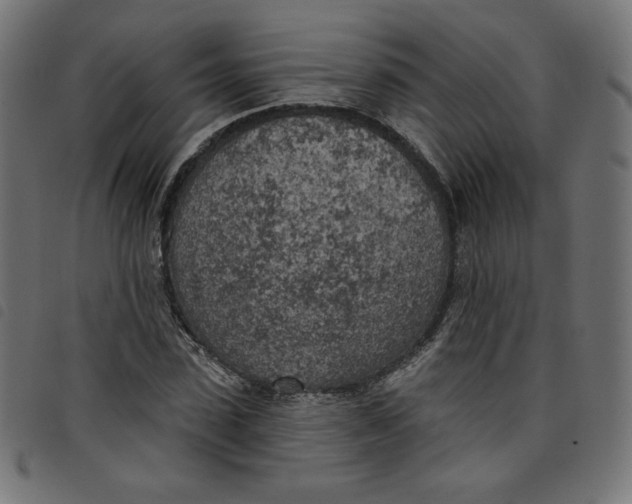 X0000098110923200804251424