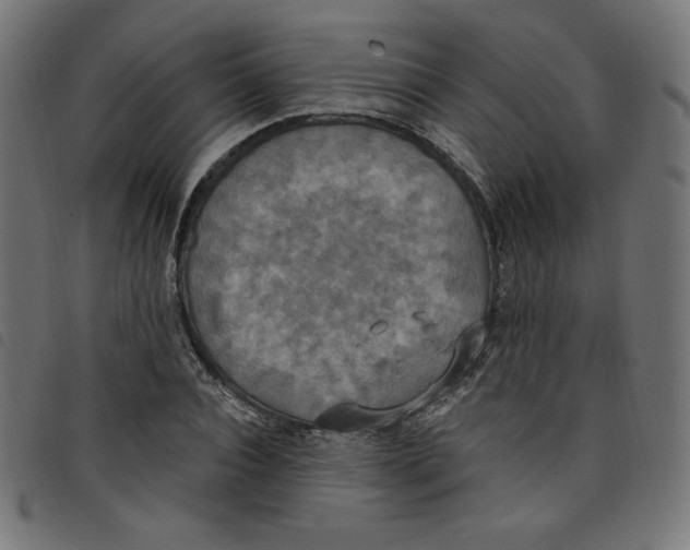 X0000098110928200804251424