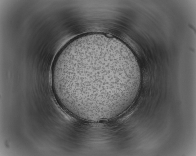 X0000098110940200804251424