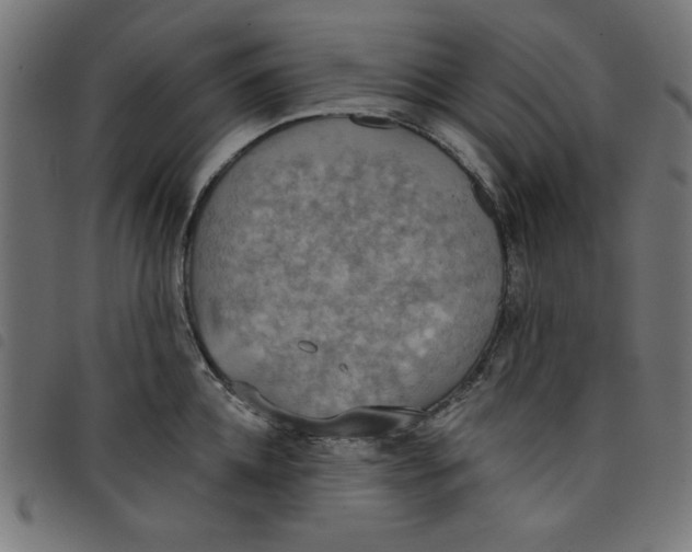 X0000098110952200804251425