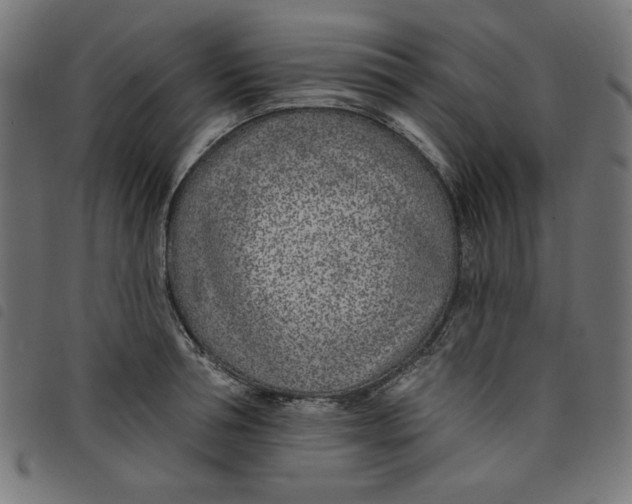 X0000098110994200804251424