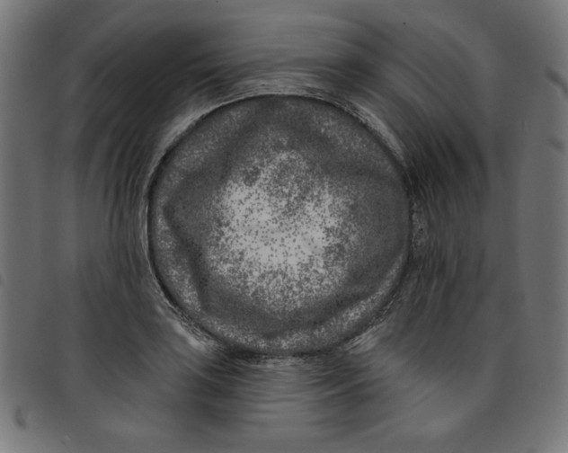 X0000098111035200804251423