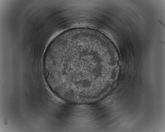 X0000098111045200804251423