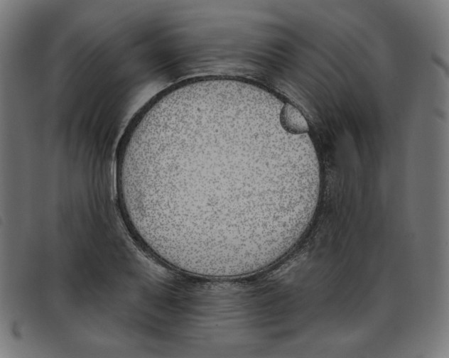 X0000098111079200804251422