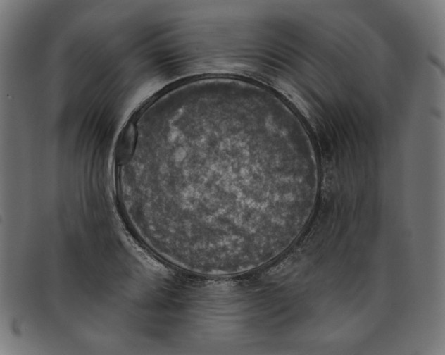 X0000098111080200804251422