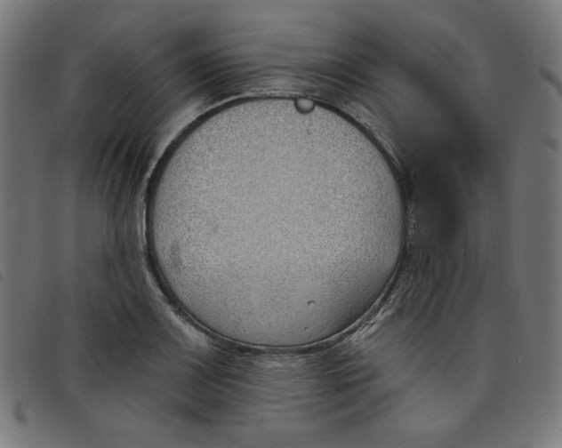 X0000098111083200804251422