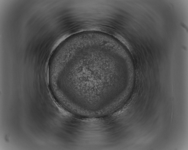 X0000098111127200804251421