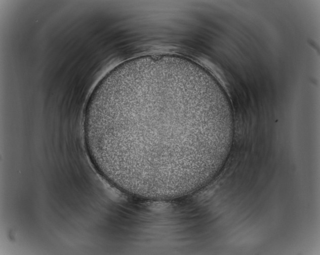 X0000098111235200804251420