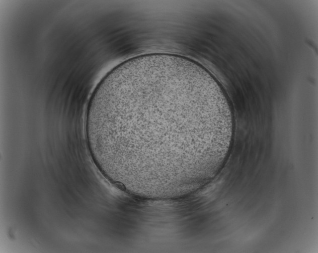 X0000098111246200804251420