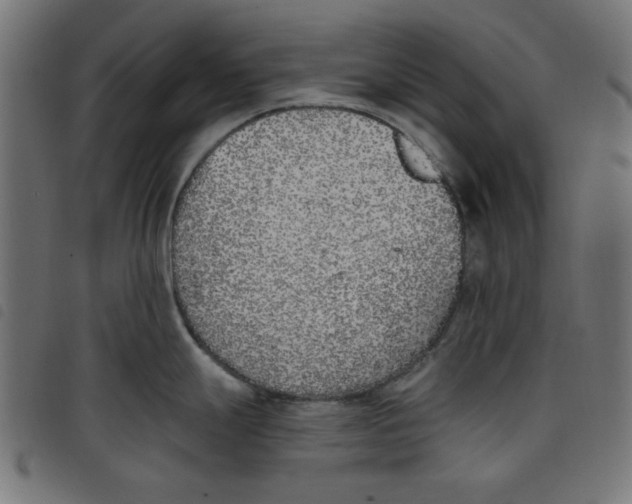 X0000098111247200804251420