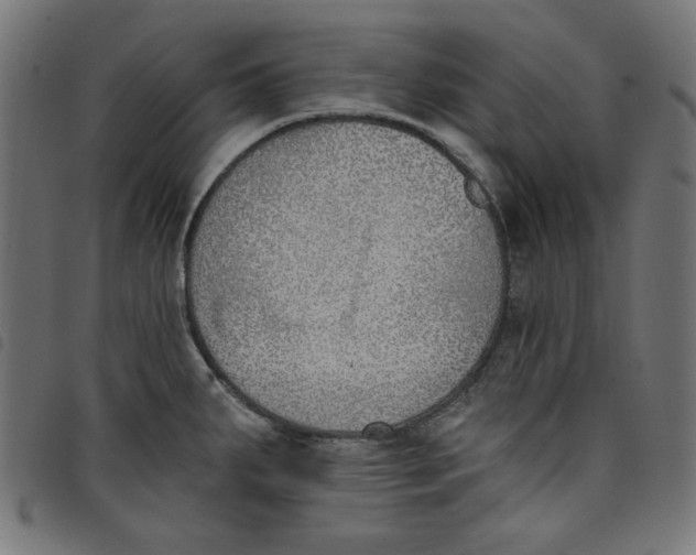 X0000098111287200804251419