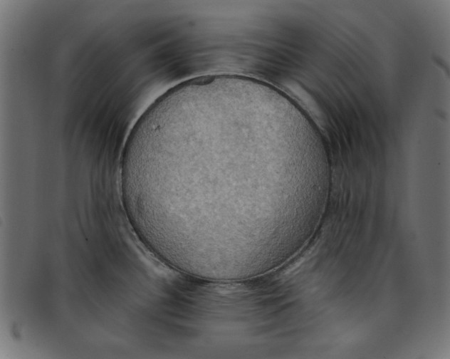 X0000098111340200804251419