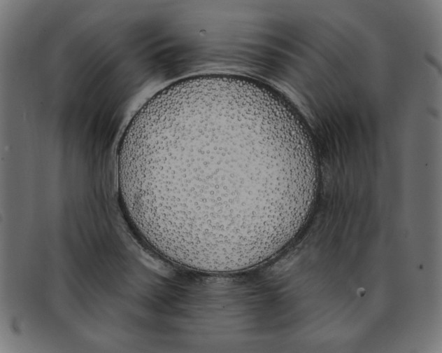 X0000098111371200804251418