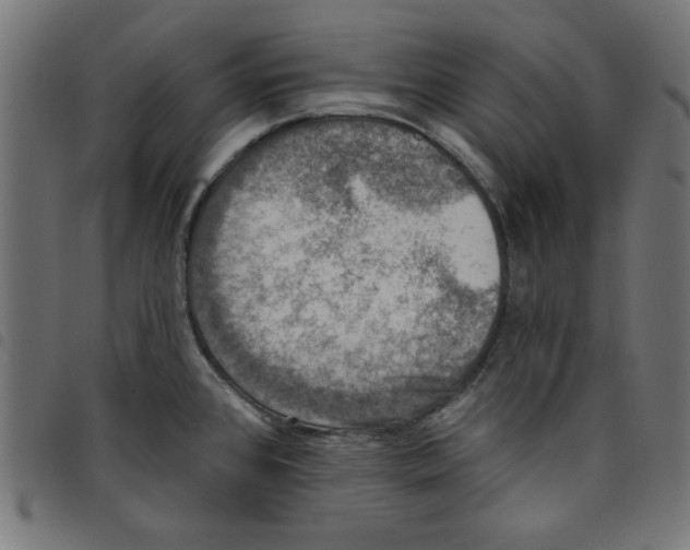 X0000098111384200804251418