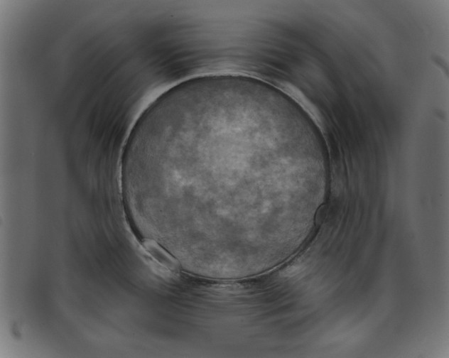 X0000098111388200804251417