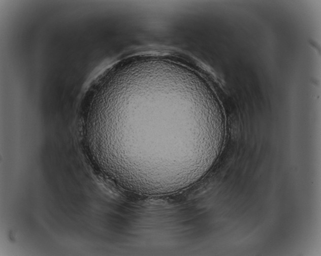 X0000098111448200804251417