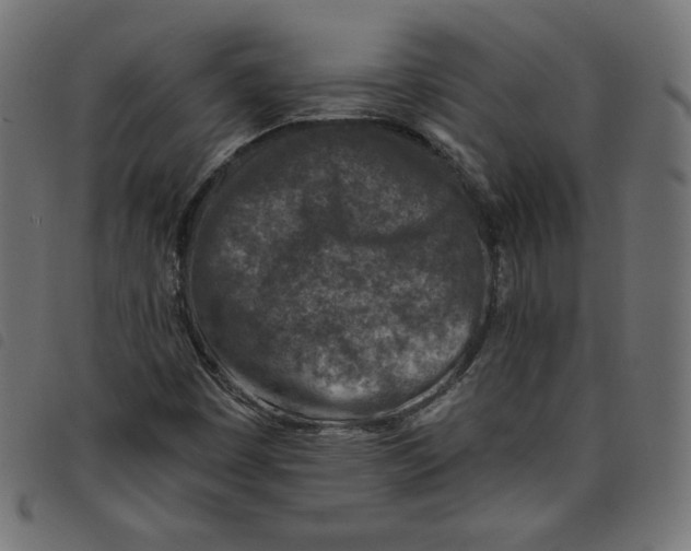 X0000098111449200804251417