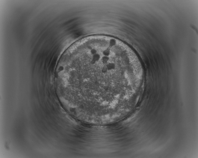 X0000098111529200804251416