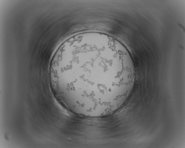 X0000098111532200804251416