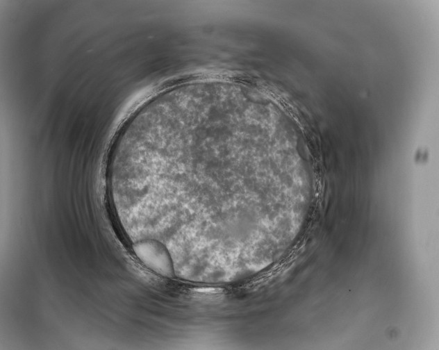 X0000098110053200805021142