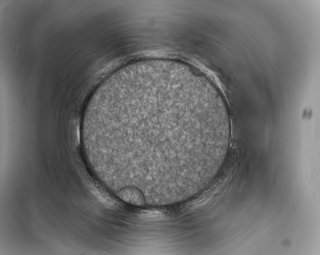 X0000098110061200805021142