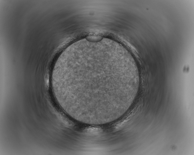 X0000098110067200805021142