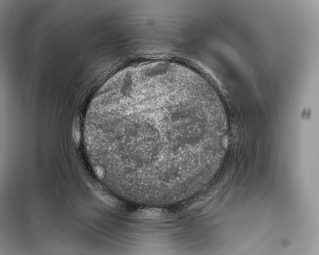 X0000098110069200805021142