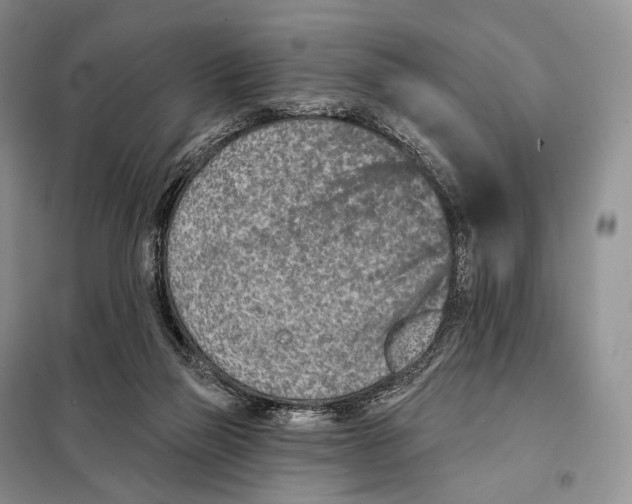 X0000098110165200805021141