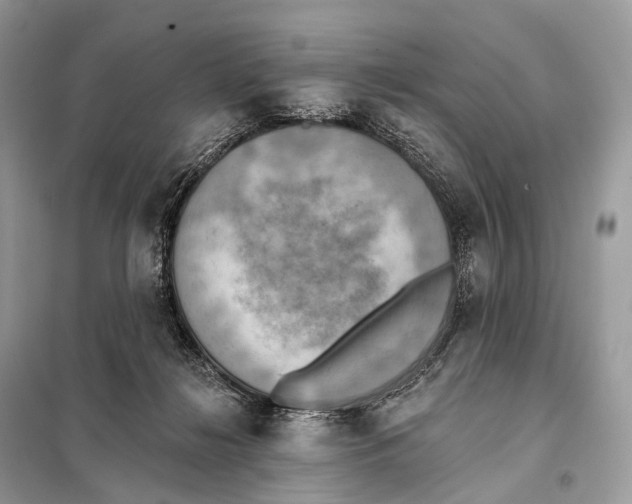 X0000098110268200805021139