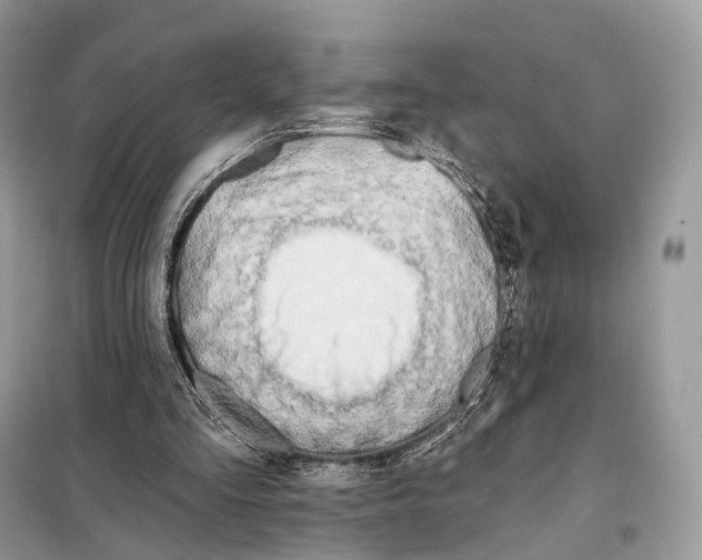 X0000098110293200805021139