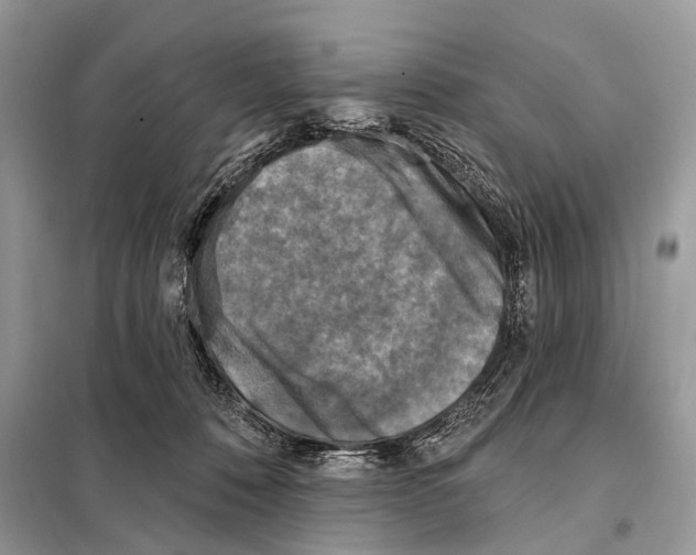 X0000098110320200805021139