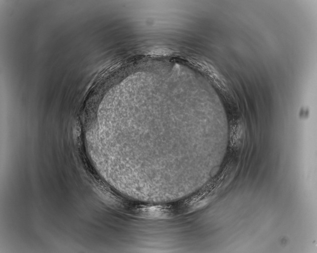 X0000098110365200805021138