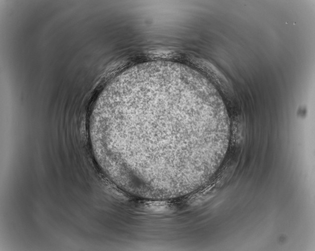 X0000098110377200805021138