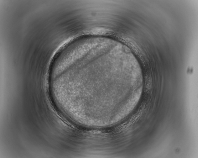 X0000098110392200805021137