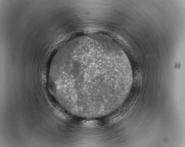 X0000098110452200805021136