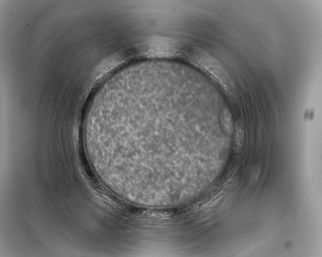 X0000098110491200805021136