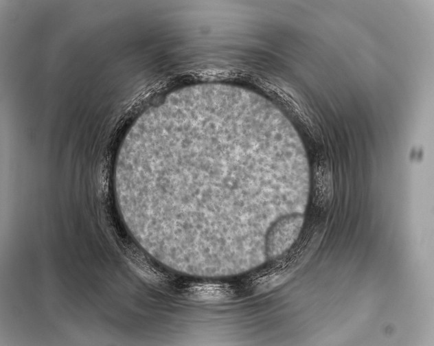 X0000098110499200805021136