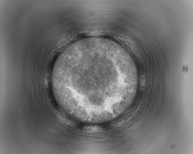 X0000098110503200805021136