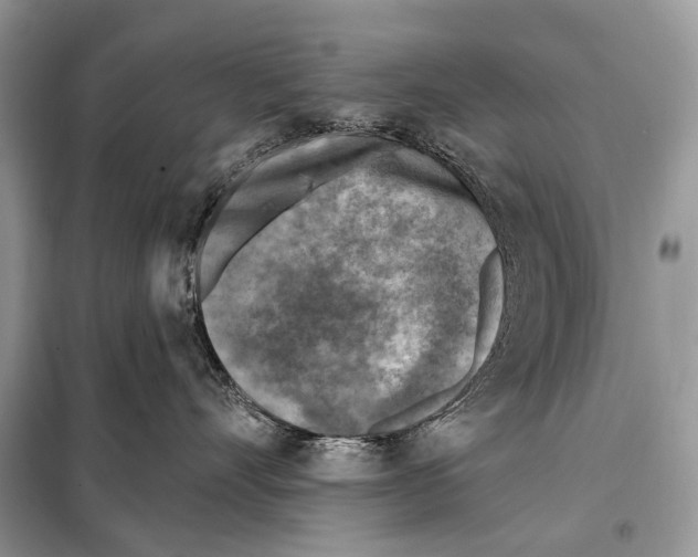 X0000098110528200805021135