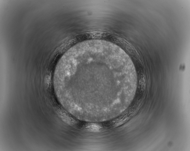 X0000098110610200805021134