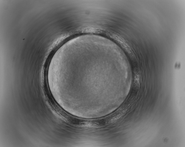 X0000098110678200805021133