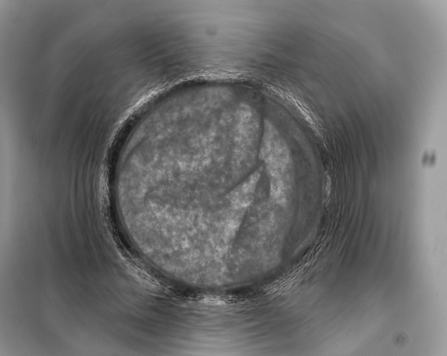 X0000098110684200805021133