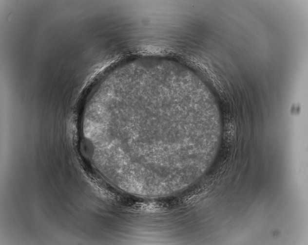 X0000098110688200805021133