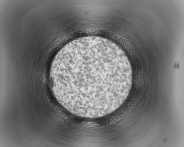 X0000098110689200805021133